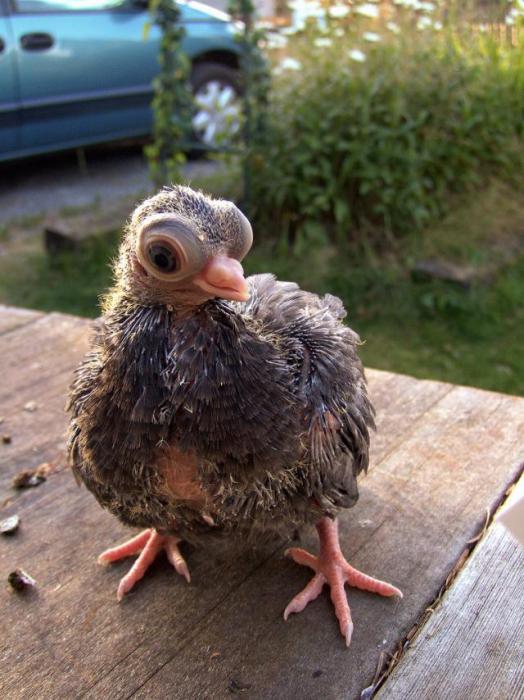 7 жутких тварей, когда-либо выведенных человеком 