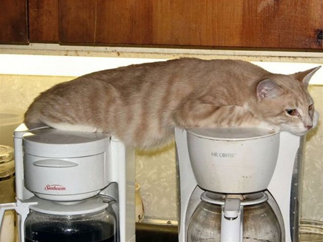 Непостижимая кошачья логика: 30 фото, которые точно вас рассмешат