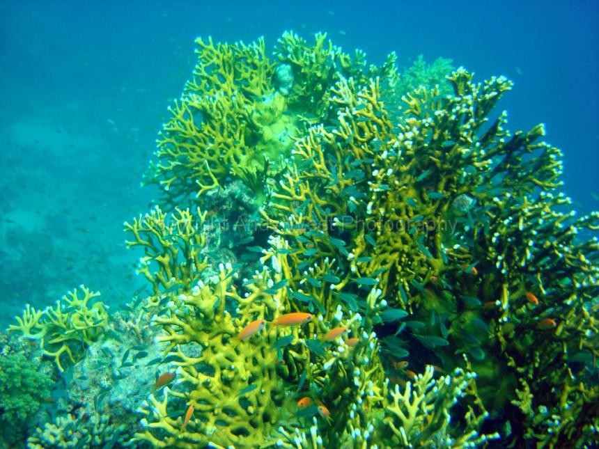 redsea03 10    