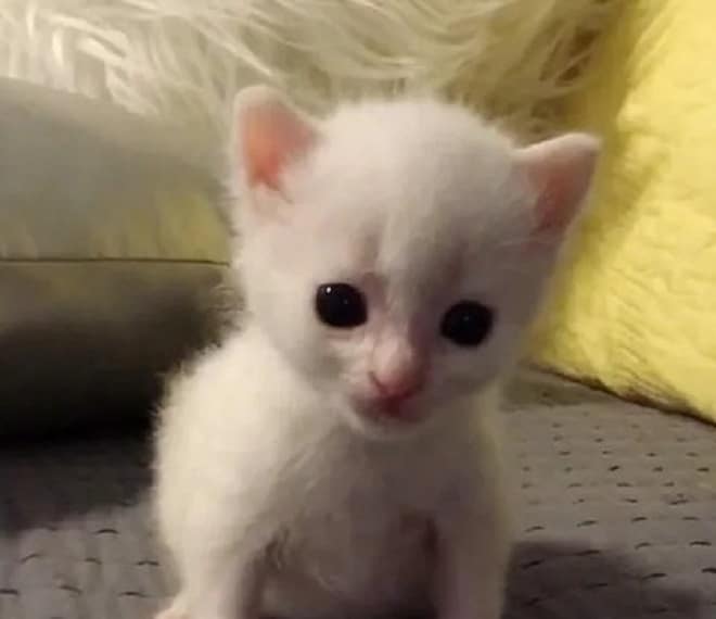 Котенок на кровати Котенок сидит