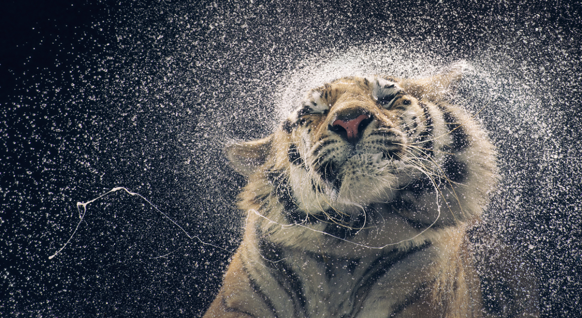 british-photographer-tim-flach-created-a-series-called-more-than-human-which-captures-the-emotions-of-wild-creatures-through-intensely-close-shots-including-this-stunning-picture-of-a-tiger-drying-off