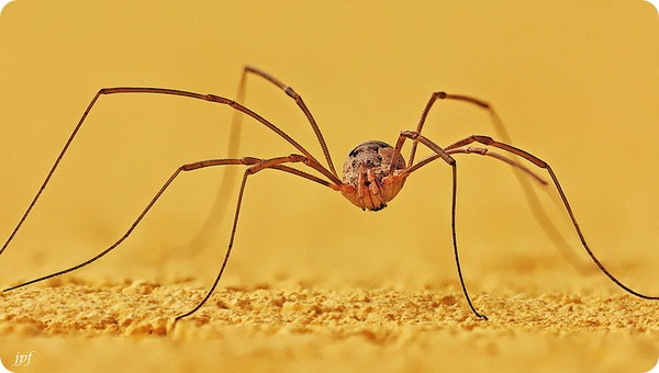 Сенокосцы (лат. Opiliones или Phalangida)