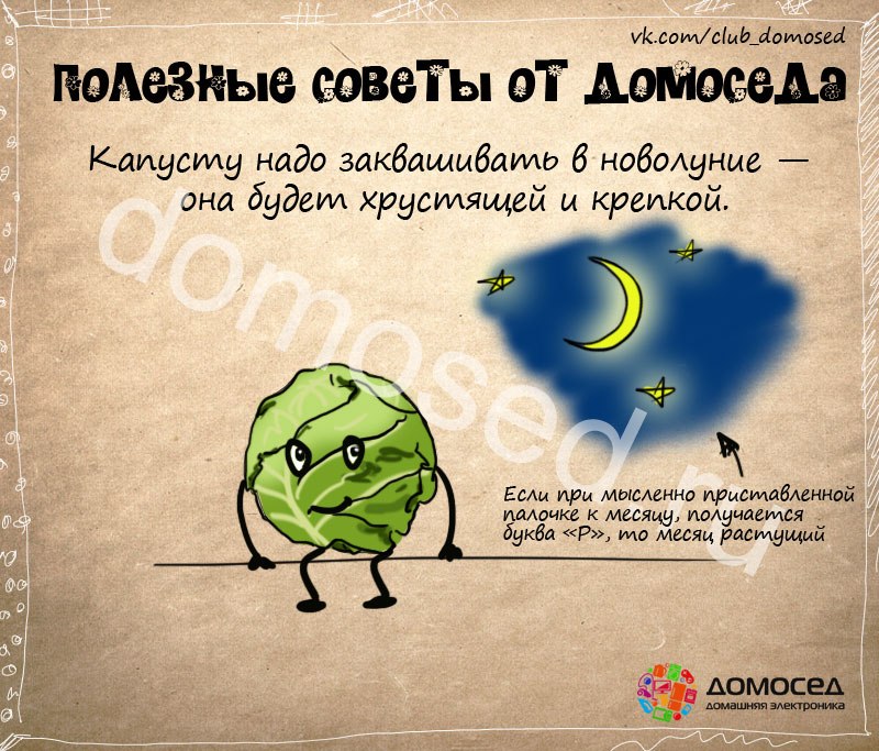 Когда квасить капусту Когда квасить капусту