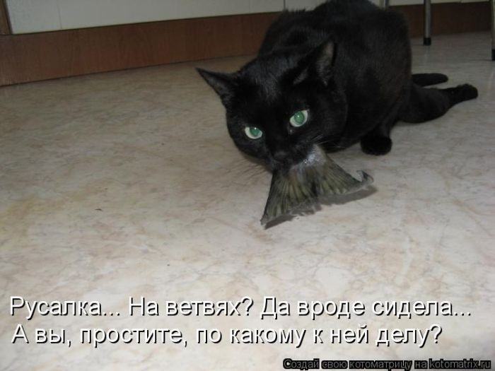 Без кота жизнь не та (50 фото ) Без кота жизнь не та (50 фото )