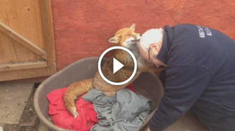 Этот мужчина спас лису из собачьего приюта… В благодарность она не устает его обнимать и целовать! Невероятно!