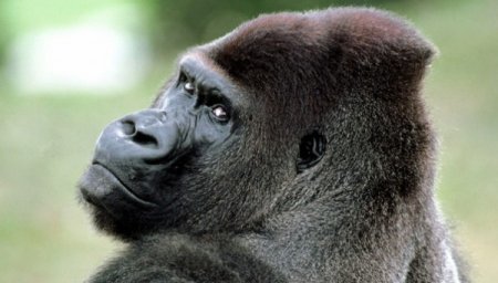 5 историй о животных, которые спасли людей от неминуемой смерти