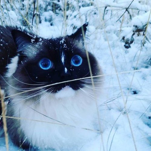 Животные и первый снег
