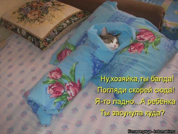 Без кота жизнь не та (50 фото ) Без кота жизнь не та (50 фото )