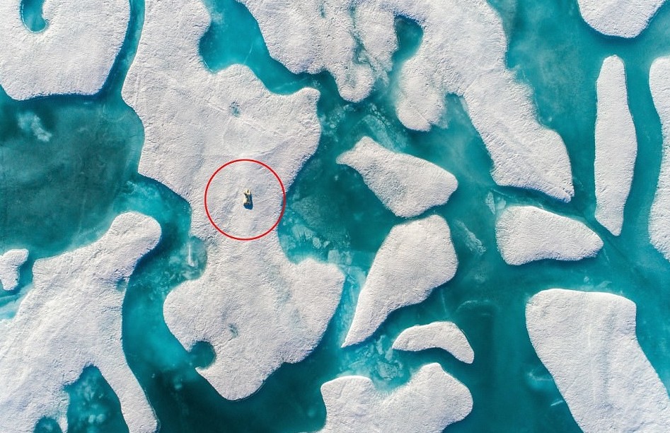 Квест по фотографиям: найди белого мишку! Квест по фотографиям: найди белого мишку! Флориан Леду, арктика, белый медведь, животные, найди мишку, съемка с дрона, фото, фотограф