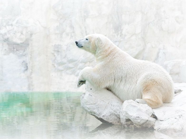 Лучшие снимки National Geographic за год