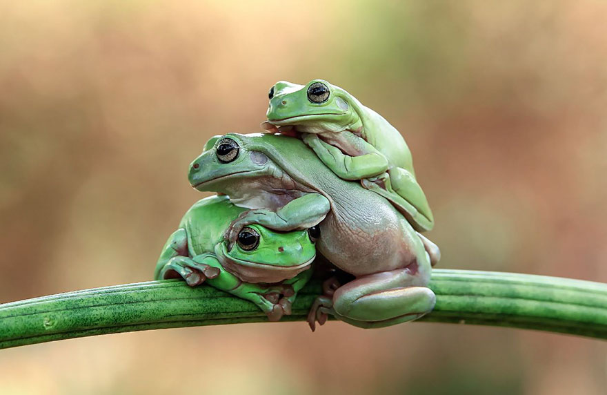 frog-photography-tantoyensen-17-5836fb86c8e9f__880