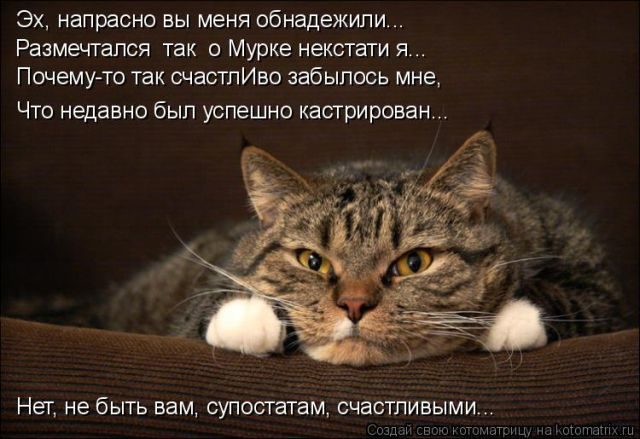 Самые смешные котоматрицы за прошедшую неделю