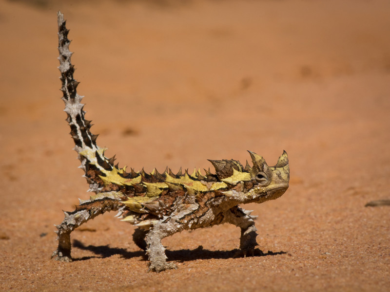 Молох (MOLOCH HORRIDUS) Молох (MOLOCH HORRIDUS) интересное, рептилии, ящерицы