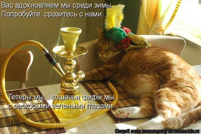 Самые смешные котоматрицы за прошедшую неделю