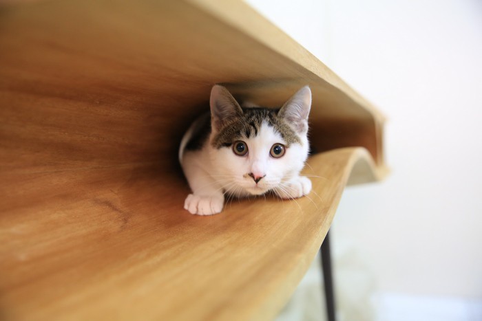 «Котостол»: новый взгляд на мебель для животных Котостол