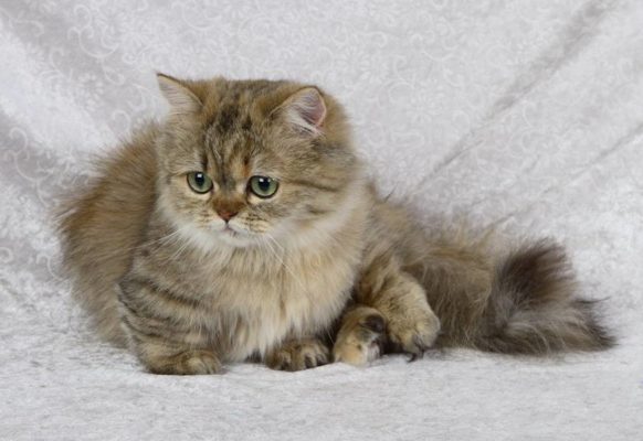 Самые модные кошки в мире