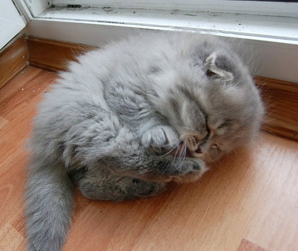 Без кота и жизнь не та