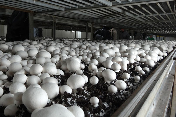 Смотреть как выращивать грибы шампиньоны в домашних условиях
