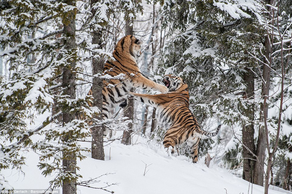 Схватка больших кошек