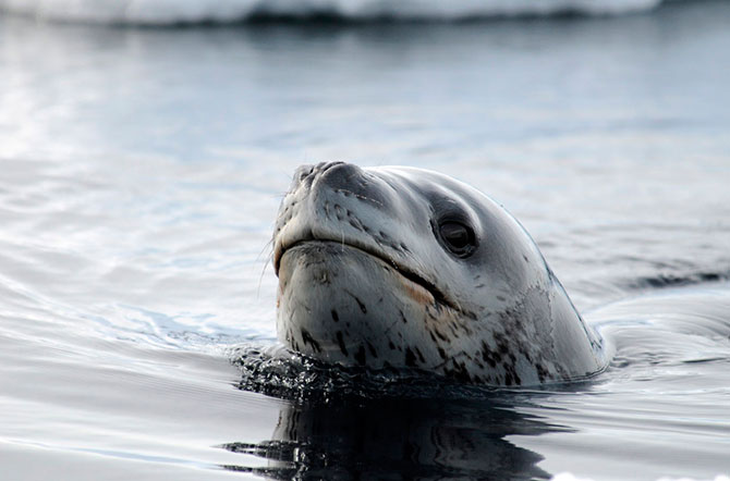 Таинственный мир Антарктиды