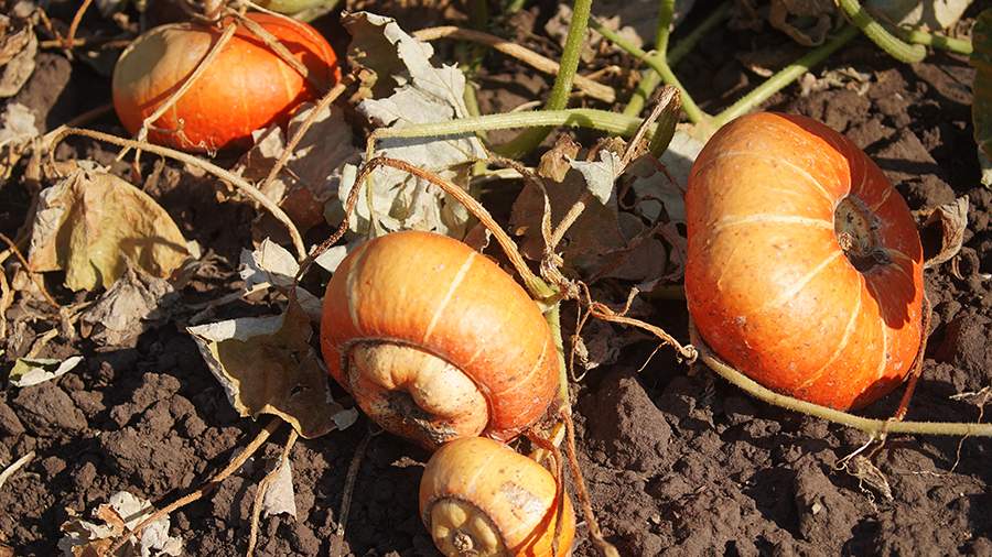 Врач рассказал о полезных свойствах тыквы