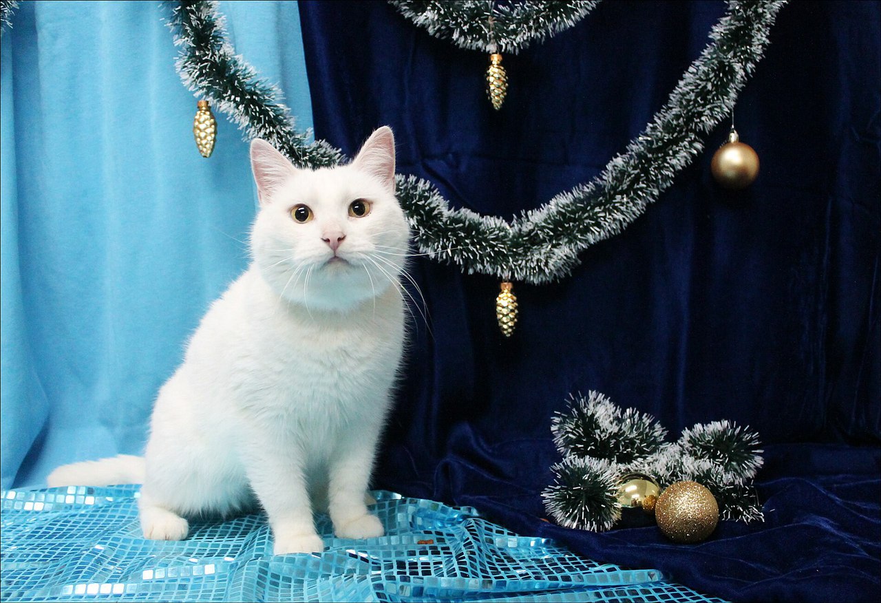 Королевская нежность! Королевская нежность!
