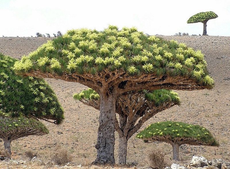 Socotra07 Удивительный остров Сокотра