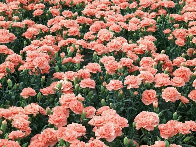 Садовая гвоздика Шабо (лат. Dianthus caryophyllus var. schabaud) Садовая гвоздика Шабо фото (лат. Dianthus caryophyllus var. schabaud)