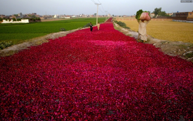  Красные розы в Пакистане выращивают целыми плантациями. Потом розовые лепестки сушат необычным способом: выстилают дороги розовыми лепестками. Так их сушат, а потом собирают и поставляют на рынок. Конечно, по ним ходят, но только босыми ногами и не все, чужие аккуратно обходят место высушивания.  