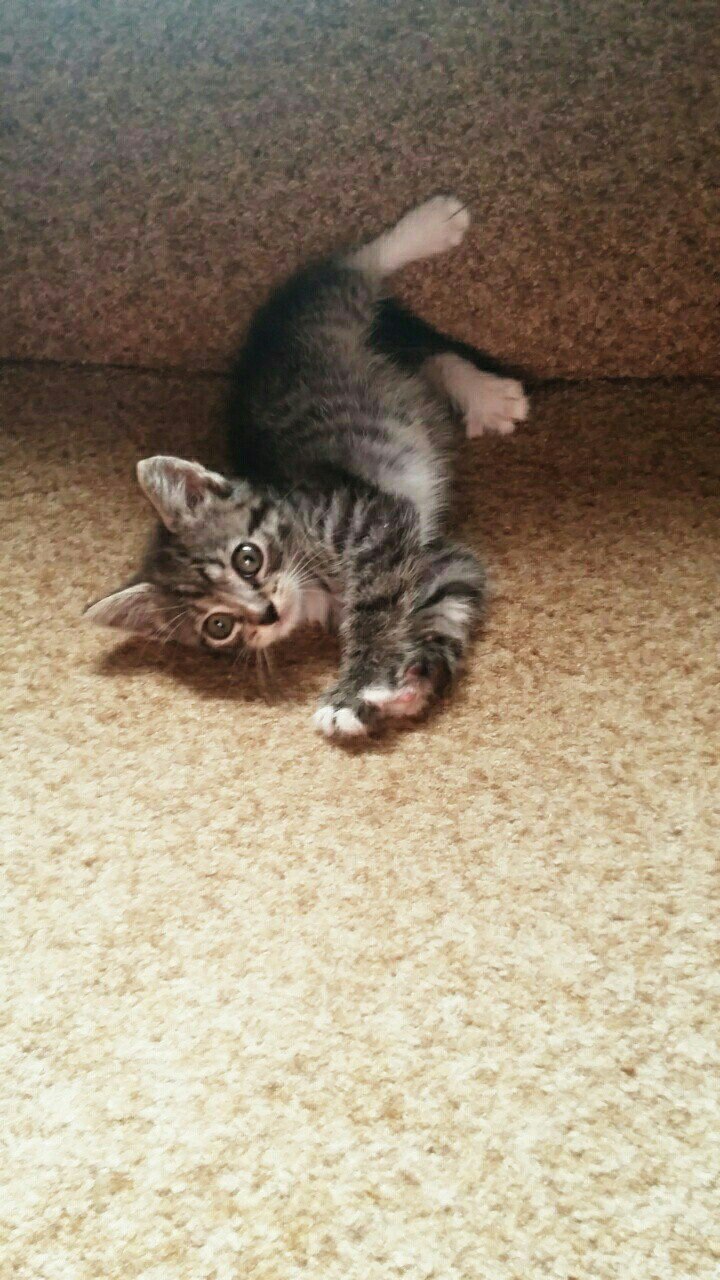 Котята не двигались, и я сначала подумала, что уже поздно, но... Котята не двигались, и я сначала подумала, что уже поздно, но...