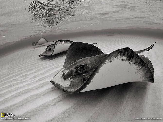 National Geographic:   