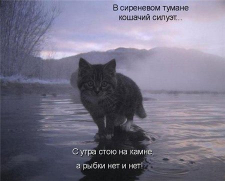 Смешные картинки о животных с подписями.