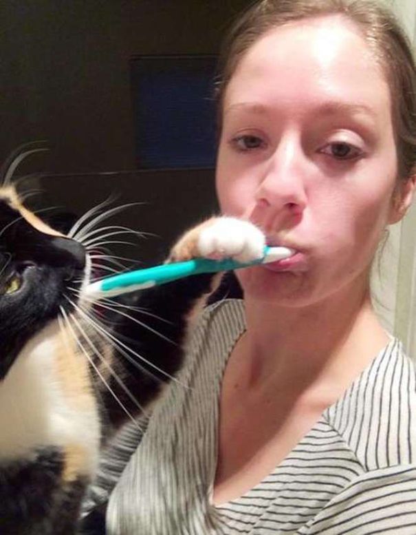 20 кошек, которые плевать хотели на твоё личное пространство 20 кошек, которые плевать хотели на твоё личное пространство