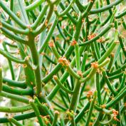 Молочай тирукалли (Euphorbia tirucalli) Молочай тирукалли (Euphorbia tirucalli)