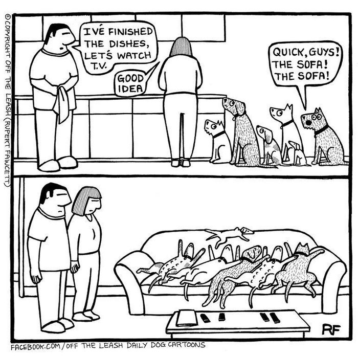 Funny Dog Cartoons