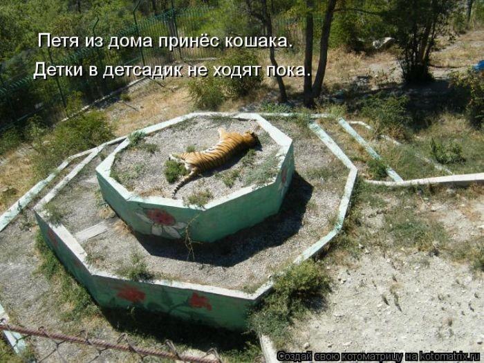 Без кота жизнь не та (50 фото ) Без кота жизнь не та (50 фото )
