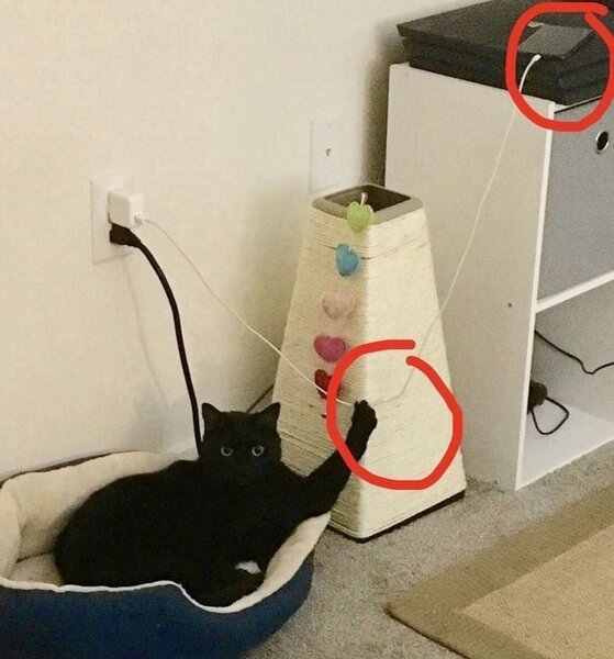 20+ котов-преступников, которых мы уже простили 20+ котов-преступников, которых мы уже простили