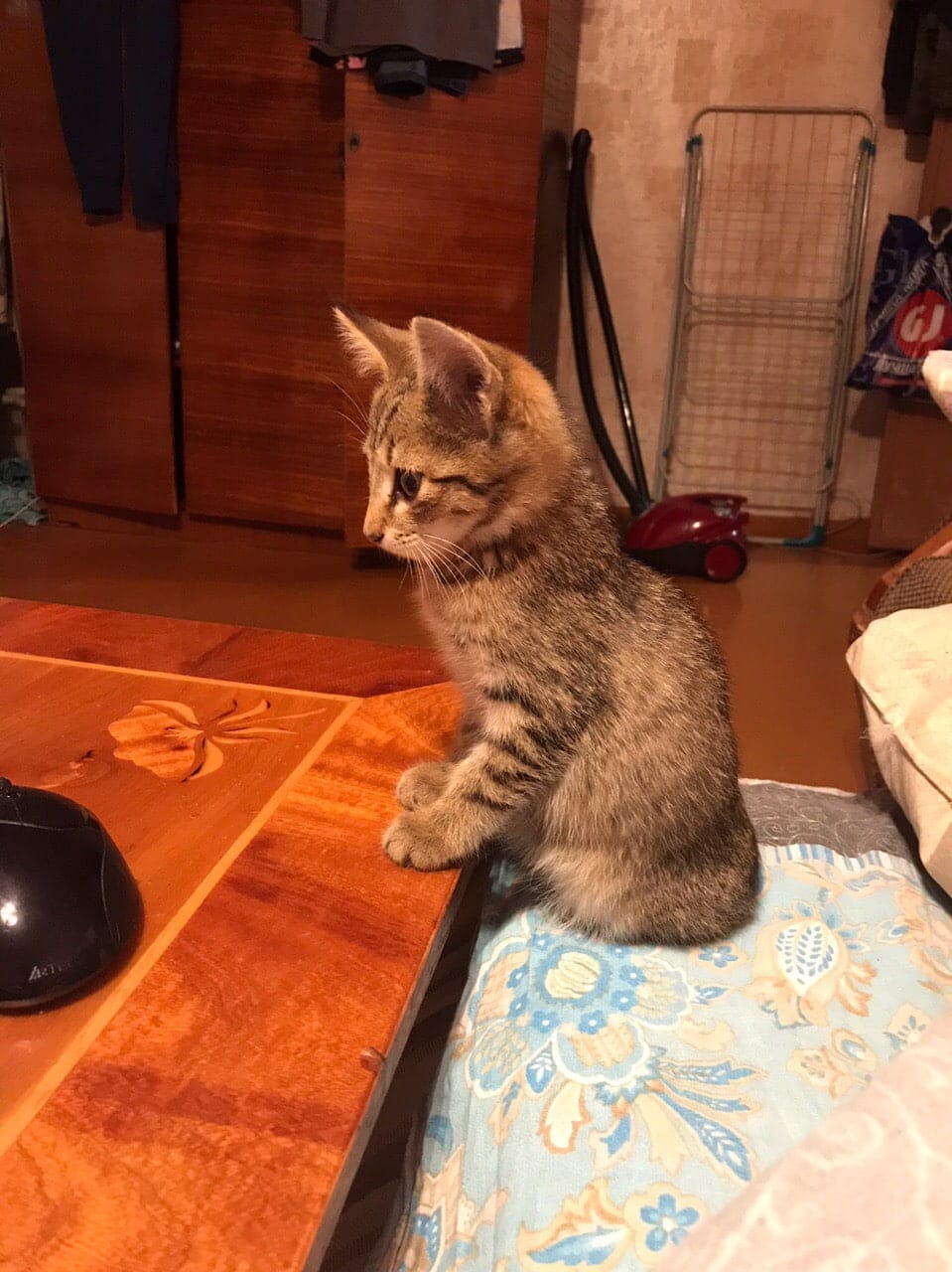 помощь котенку полосатый котенок