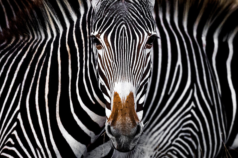 Лучшие фотографии с конкурса Nature Conservancy
