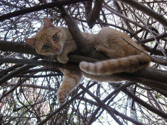 Весна — коты прилетели! Весна — коты прилетели!