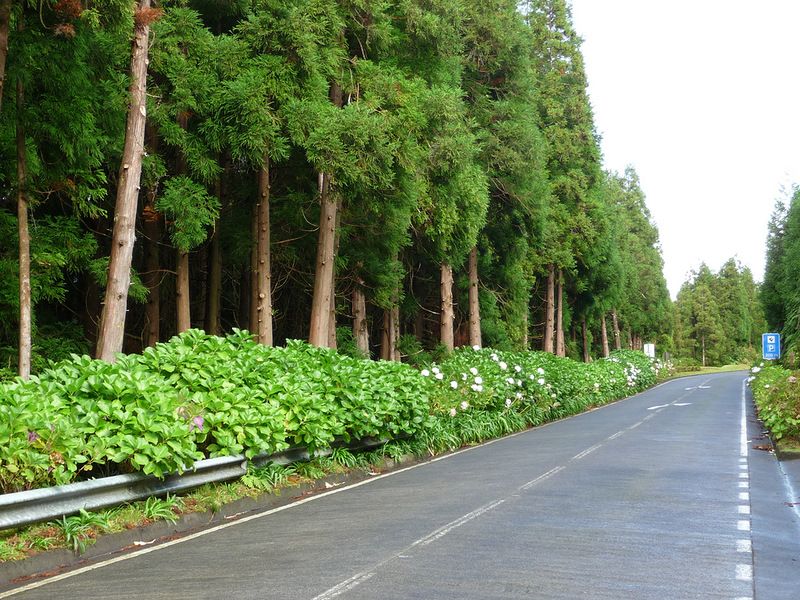 Азорские острова - места нетронутой природы