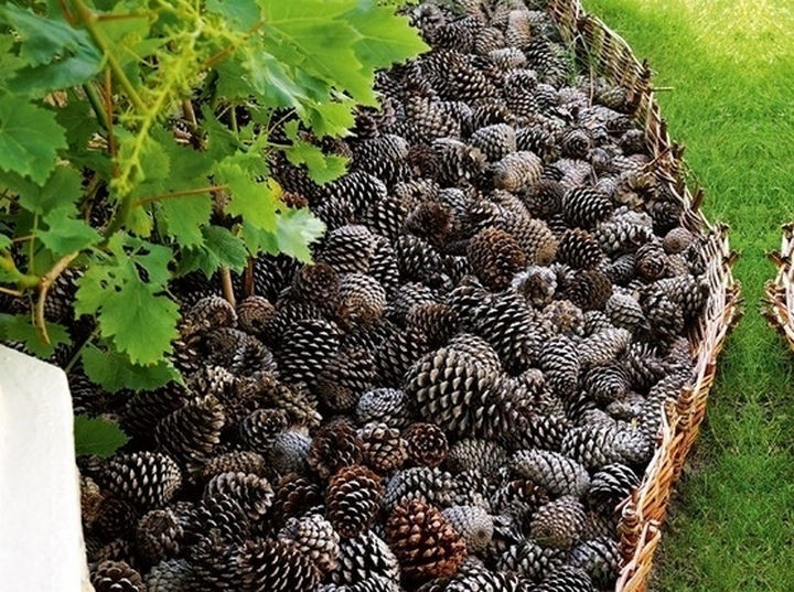 Мульча из шишек Мульча из шишек