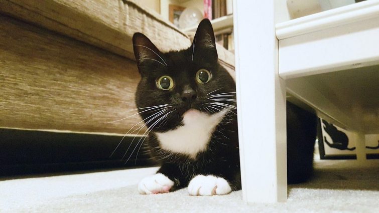 Кошка, которая в шоке от всего
