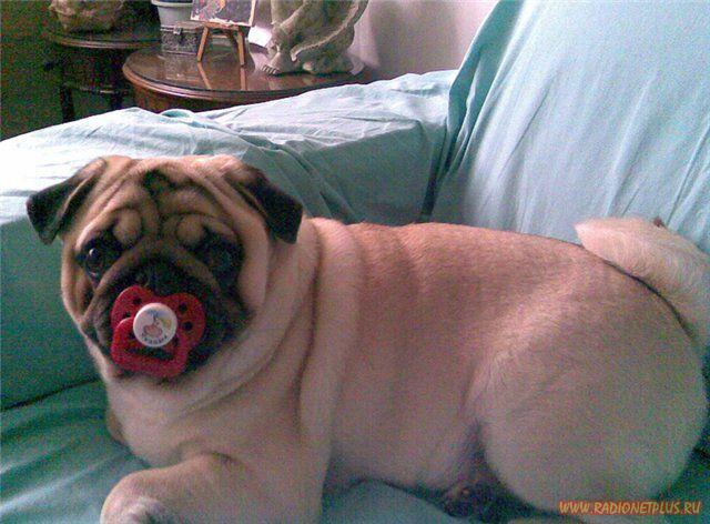 Давайте улыбаться вместе! :) (28поводов)