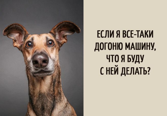 15 забавных мыслей, которые наверняка посещали каждую собаку 15 забавных мыслей, которые наверняка посещали каждую собаку
