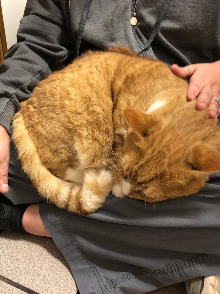 Кота сдали в приют из-за его любви сидеть на коленях хозяина, но ему нашли новую семью Кота сдали в приют из-за его любви сидеть на коленях хозяина, но ему нашли новую семью