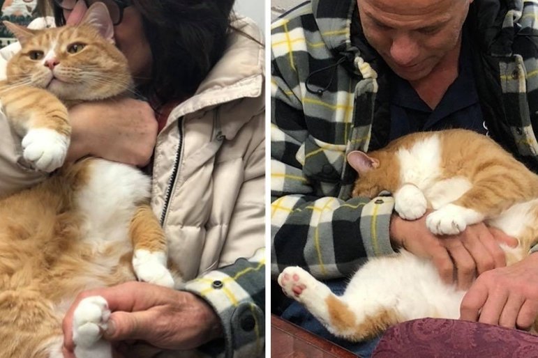 Кота сдали в приют из-за его любви сидеть на коленях хозяина, но ему нашли новую семью Кота сдали в приют из-за его любви сидеть на коленях хозяина, но ему нашли новую семью