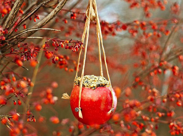 Съедобная кормушка из яблока. Фото с сайта http://selenaart.ru