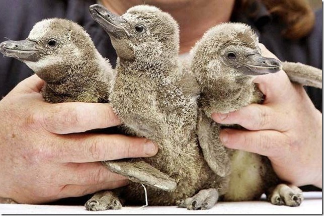 Самые смешные фото пингвинов