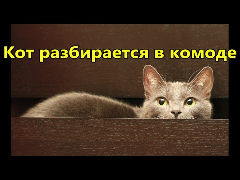 Прикол - смешной кот разбирается в комоде. Смешное видео с животными.